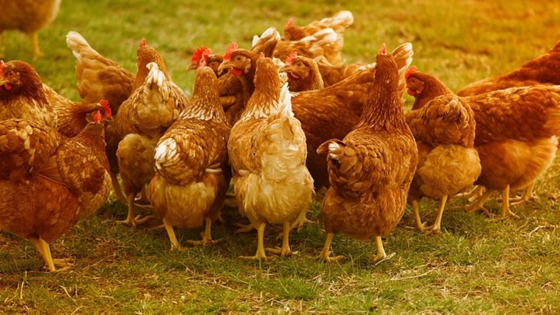 Virulent Newcastle Disease: आंध्र प्रदेश में संक्रमण से बचने के लिए ‘नो नॉन-वेज वीक’, कोरोना वायरस फैलने की अफवाह से दहशत