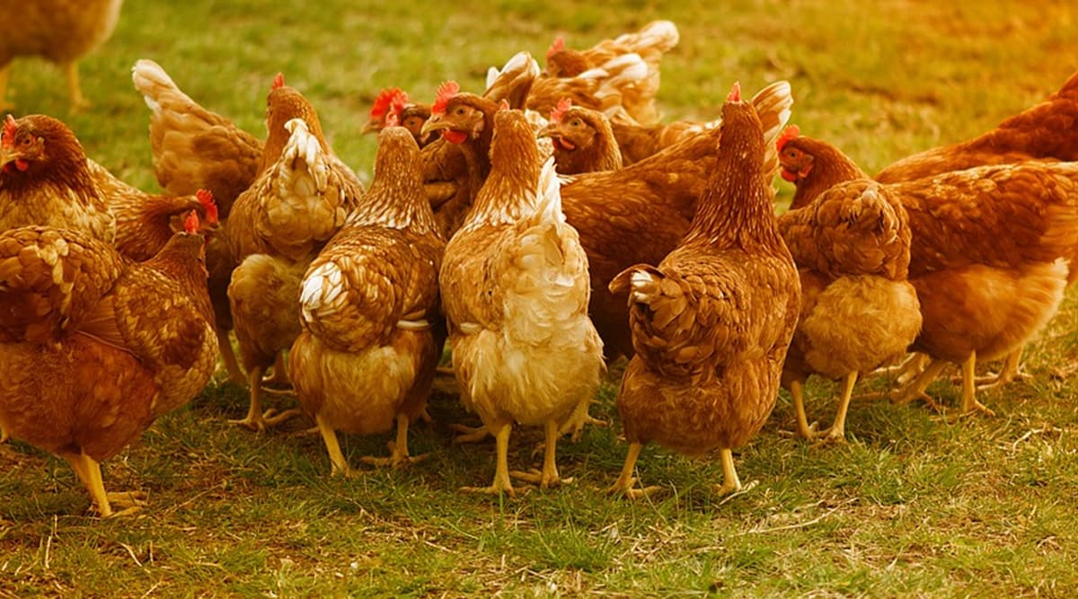 Virulent Newcastle Disease: आंध्र प्रदेश में संक्रमण से बचने के लिए ‘नो नॉन-वेज वीक’, कोरोना वायरस फैलने की अफवाह से दहशत Virulent Newcastle Disease: आंध्र प्रदेश में संक्रमण से बचने के लिए ‘नो नॉन-वेज वीक’, कोरोना वायरस फैलने की अफवाह से दहशत