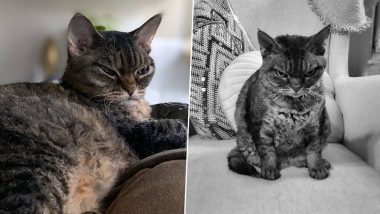 Instagram स्टार बनी यह बिल्ली, अपने Looks को लेकर बटोर रही है सुर्खियां, देखें तस्वीरे