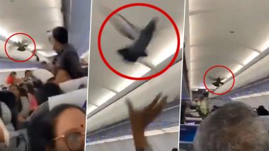 अहमदाबाद से जयपुर आ रही फ्लाइट में उड़ान भरते समय घुसा कबूतर, यात्रियों के बीच मचा हंगामा, देखें वीडियो