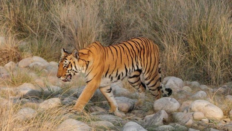 उत्तराखंड: शिकार छोड़ कॉर्बेट टाइगर रिजर्व में नदी किनारे प्लास्टिक खाते दिखे बाघ, प्रशासन के उड़े होश, दिए जांच के आदेश