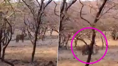 राजस्थान: रणथंभौर नेशनल पार्क में प्यार के बीच लड़ाई करते दिखे दो बाघ, वीडियो हुआ वायरल