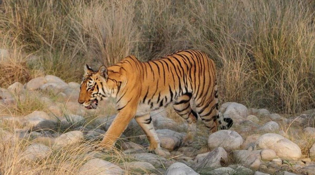 उत्तराखंड: शिकार छोड़ कॉर्बेट टाइगर रिजर्व में नदी किनारे प्लास्टिक खाते दिखे बाघ, प्रशासन के उड़े होश, दिए जांच के आदेश उत्तराखंड: शिकार छोड़ कॉर्बेट टाइगर रिजर्व में नदी किनारे प्लास्टिक खाते दिखे बाघ, प्रशासन के उड़े होश, दिए जांच के आदेश