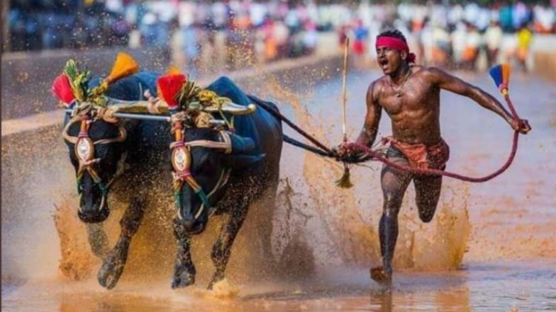 भारत के श्रीनिवास गौड़ा ने भैंसो की रेस में किया कमाल, केवल 9.55 सेकंड में पूरा किया 100 मीटर का फासला, लोग कर रहे हैं उसैन बोल्ट से तुलना