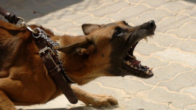 अमेरिका में कुत्ते को लेकर हुई बहस में चली गोलियां, 8 लोग घायल