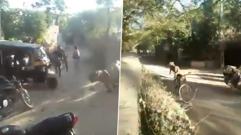 गुजरात: शेर ने गांव वालों की तरफ तेज रफ्तार से लगाई दौड़, घबराए लोगों ने किया कुछ ऐसा... देखें हैरान करने वाला वीडियो
