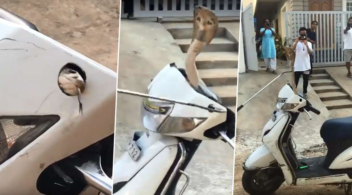 स्कूटी के हैंडल के अंदर बैठा था कोबरा, बाहर आते ही लोगों की निकल गई चीख, देखें वायरल वीडियो स्कूटी के हैंडल के अंदर बैठा था कोबरा, बाहर आते ही लोगों की निकल गई चीख, देखें वायरल वीडियो
