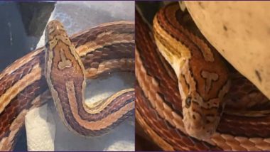 Funny Snake Names – Latest News Information in Hindi | ताज़ा ख़बरें,  Articles & Updates on Funny Snake Names | Photos & Videos | लेटेस्टली