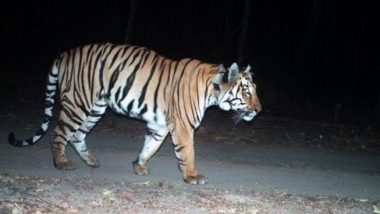 पार्टनर की तलाश में 2000 किलोमीटर तक पैदल चला बाघ, तस्वीरें सोशल मीडिया पर वायरल