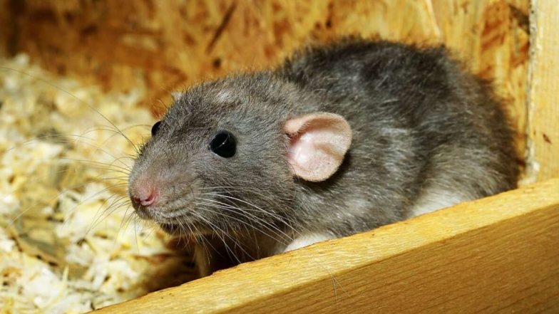 Hantavirus: कैसे फैलता है हंतावायरस, क्या है इसके लक्षण और बचाव के उपाय, जानें हंतावायरस पल्मोनरी सिंड्रोम के बारे में सबकुछ