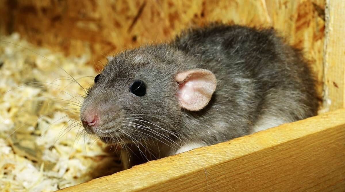 Hantavirus: कैसे फैलता है हंतावायरस, क्या है इसके लक्षण और बचाव के उपाय, जानें हंतावायरस पल्मोनरी सिंड्रोम के बारे में सबकुछ Hantavirus: कैसे फैलता है हंतावायरस, क्या है इसके लक्षण और बचाव के उपाय, जानें हंतावायरस पल्मोनरी सिंड्रोम के बारे में सबकुछ
