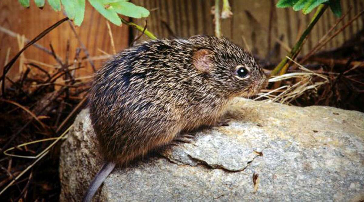 Hantavirus: चीन में इस नए वायरस से हुई मौत के बाद लोगों में दहशत का माहौल, जानें क्या है हंतावायरस पल्मोनरी सिंड्रोम के लक्षण और कारण Hantavirus: चीन में इस नए वायरस से हुई मौत के बाद लोगों में दहशत का माहौल, जानें क्या है हंतावायरस पल्मोनरी सिंड्रोम के लक्षण और कारण