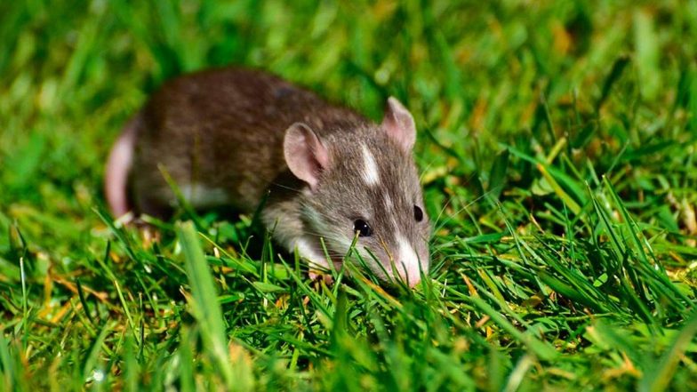 Hantavirus Fact Check: एक से दूसरे इंसान में फैलता है वायरस, क्या इसके लिए भी होना होगा क्वारंटाइन? जानें हंतावायरस से जुडी तमाम बातें