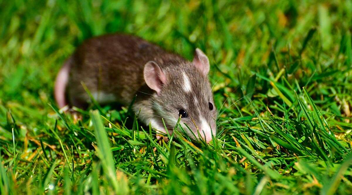 Hantavirus Fact Check: एक से दूसरे इंसान में फैलता है वायरस, क्या इसके लिए भी होना होगा क्वारंटाइन? जानें हंतावायरस से जुडी तमाम बातें Hantavirus Fact Check: एक से दूसरे इंसान में फैलता है वायरस, क्या इसके लिए भी होना होगा क्वारंटाइन? जानें हंतावायरस से जुडी तमाम बातें