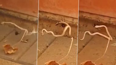 मकड़ी ने सांप पर हमला कर ली उसकी जान, देखें Viral Video