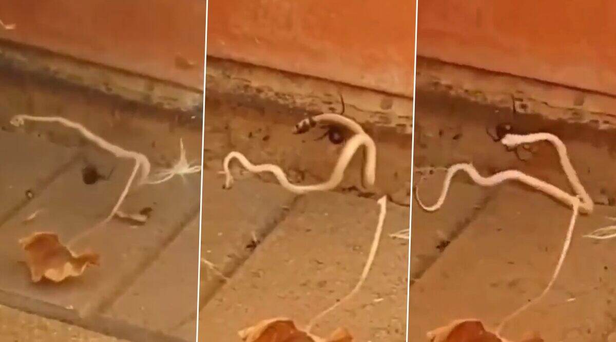 मकड़ी ने सांप पर हमला कर ली उसकी जान, देखें Viral Video मकड़ी ने सांप पर हमला कर ली उसकी जान, देखें Viral Video