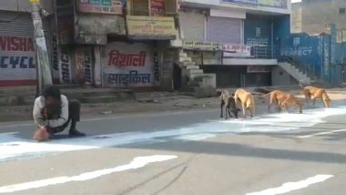 आगरा: लॉकडाउन के दौरान सड़क पर बिखरे दूध को पीने लगे इंसान और कुत्ते, वीडियो वायरल