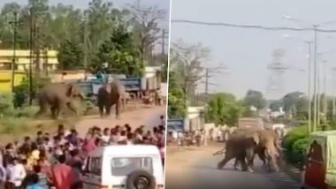 छत्तीसगढ़: रायपुर की एक बस्ती में घुसे 2 हाथियों ने मचाया उत्पात, लोगों के बीच अफरा-तफरी का माहौल, देखें- VIDEO