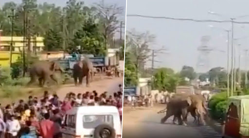 छत्तीसगढ़: रायपुर की एक बस्ती में घुसे 2 हाथियों ने मचाया उत्पात, लोगों के बीच अफरा-तफरी का माहौल, देखें- VIDEO