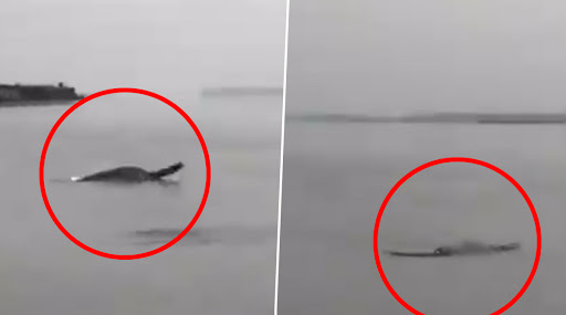 उत्तर प्रदेश के मेरठ में गंगा नदी में गोते लगाती हुई दिखीं डॉल्फिन, देखें वायरल वीडियो
