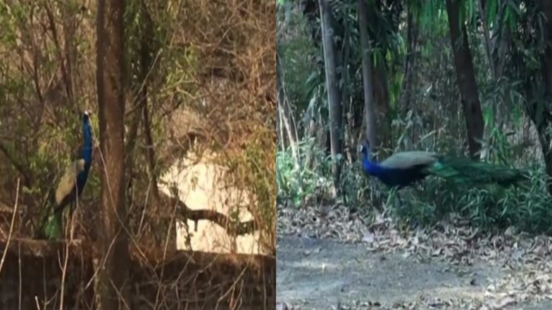 महाराष्ट्र: लॉकडाउन के बीच नासिक में घूमते दिखे मोर, कैमरे में कैद हुआ मनमोहक नजारा, देखें वीडियो