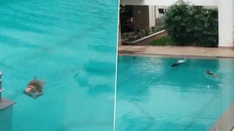 Coronavirus Lockdown: बिल्डिंग के स्विमिंग पूल में Pool Party करते दिखे बंदर, एक्ट्रेस टिस्का चोपड़ा ने शेयर किया वीडियो, आप भी देखें