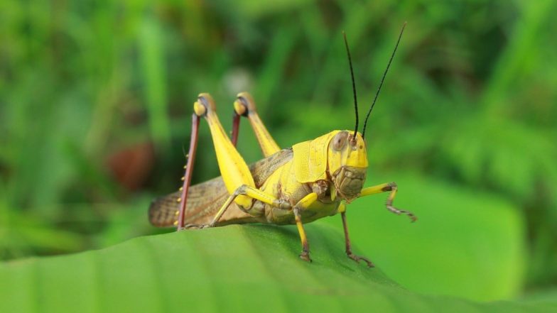 Locust Attack: पाकिस्तान से राजस्थान में घुसे किसान के दुश्मन टिड्डों ने मचाई तबाही, अजमेर में 3 से 5 फीसदी फसल बर्बाद