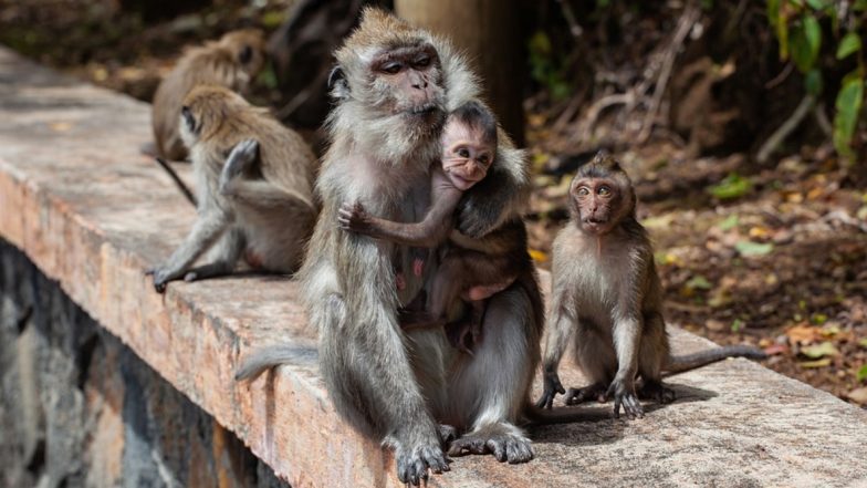 Karnataka: कर्नाटक के हासन में 38 बंदरों को मारने के आरोप में 7 गिरफ्तार