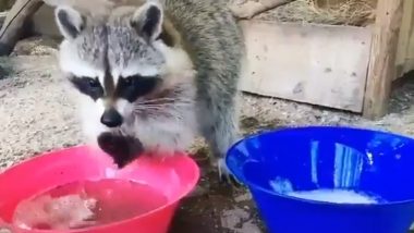 कोरोना वायरस से जंग: हैंड वॉश करते Raccoon का वीडियो हुआ वायरल, यूजर बोले इंसानों से ज्यादा स्मार्ट है यह जानवर, आप भी देखें