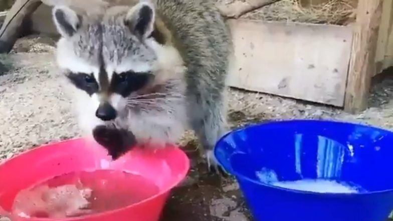 कोरोना वायरस से जंग: हैंड वॉश करते Raccoon का वीडियो हुआ वायरल, यूजर बोले इंसानों से ज्यादा स्मार्ट है यह जानवर, आप भी देखें
