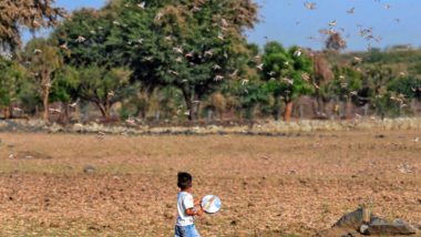 टिड्डी दल का आक्रमण: पाकिस्तान से आए टिड्डियों का राजस्थान और मध्य प्रदेश में कहर, देंखें वीडियो