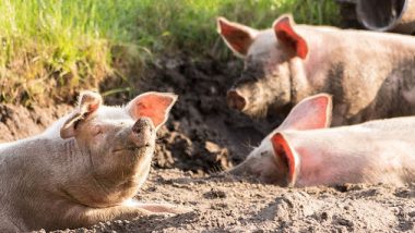 कोरोना संकट के बीच असम में अफ्रीकी स्वाइन फ्लू का कहर, 10 जिलों में अब तक 14 हजार से ज्यादा सूअरों की मौत