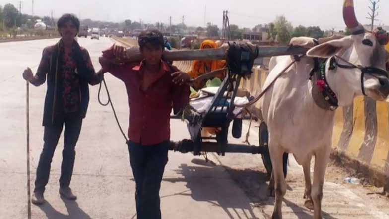 लॉकडाउन की मजबूरी ने बैल बनकर बैलगाड़ी खींचने पर किया मजबूर, देख आंखे हो जाएंगी नम