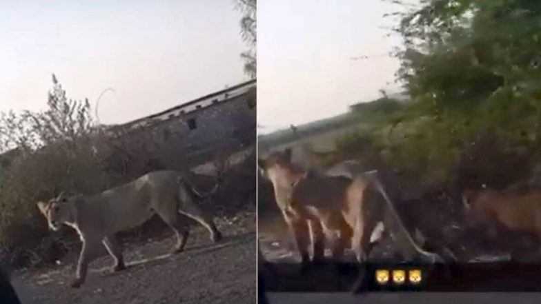 लॉकडाउन के बीच राजधानी दिल्ली के धौला कुआं में सड़कों पर टहलने लगे शेर और शावक? जानें वायरल वीडियो पर क्या कहते हैं विशेषज्ञ