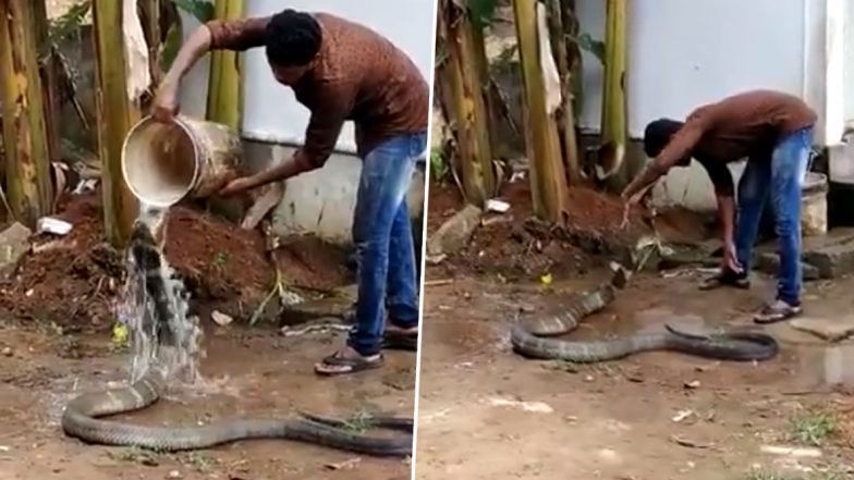 फन फैलाकर बैठे कोबरा सांप को नहलाने लगा शख्स, वायरल वीडियो देख आप भी हो जाएंगे हैरान