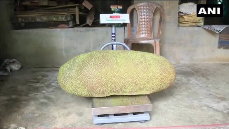 केरल: वायनाड का विशालकाय कटहल गिनीज बुक में बनाएगा अपनी जगह