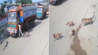 हैदराबाद: इंसान का पीछा कर रहा था आदमखोर तेंदुआ, तभी आवारा कुत्तों ने आकर उसे घेर लिया, फिर... (Watch Viral Video)