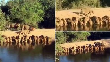 घाट पर एक साथ पानी पीते दिखा शेरों का झुंड, सोशल मीडिया पर वायरल हुआ ये दुर्लभ वीडियो, आप भी देखें