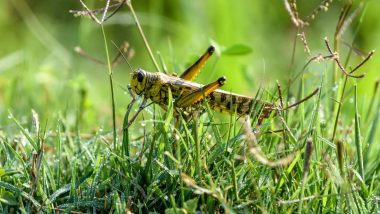 Locust Attack in India: फसलों को टिड्डी दल से बचाने हो रही तैयार, किसानों को बताए जा रहे हैं  ये उपाय