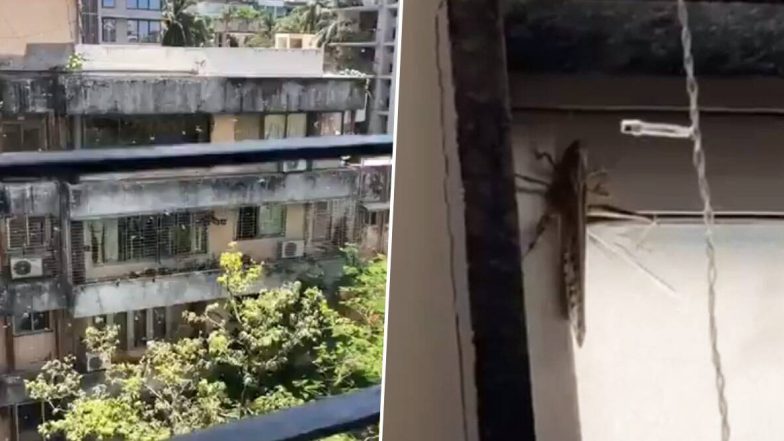 Locusts Seen in Mumbai? विक्रोली, जुहू और शहर के दूसरे क्षेत्रों में टिड्डियों के देखे जाने की तस्वीरें व वीडियो देख हैरत में पड़े लोग, (Check Tweets)