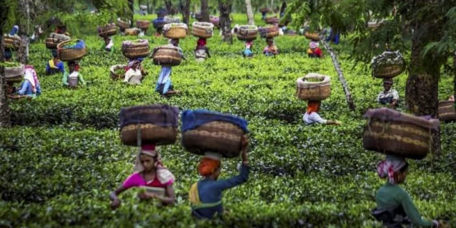 कोरोना संकट: पश्चिम बंगाल सरकार का बड़ा फैसला, राज्य में 1 जून से चाय के बगानों में कार्य करने वाले कर्मचारियों को 100 प्रतिशत काम करने की दी अनुमति कोरोना संकट: पश्चिम बंगाल सरकार का बड़ा फैसला, राज्य में 1 जून से चाय के बगानों में कार्य करने वाले कर्मचारियों को 100 प्रतिशत काम करने की दी अनुमति
