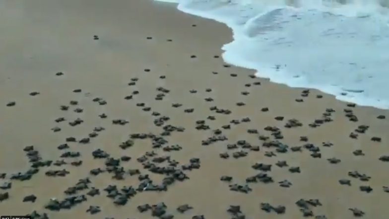 Olive Ridley Turtles: ओडिशा के तट पर रेत में दबे घोंसलों से बाहर निकल कर समुद्र में जाते दिखे सैकड़ों ओलिव रिडले कछुए, वीडियो हुआ वायरल