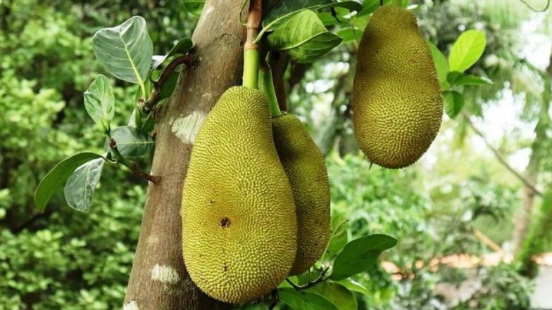 हरे कटहल का आटा टाइप 2 मधुमेह को नियंत्रित करने में मददगार: अध्ययन