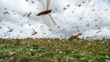 Locust Swarm: पाकिस्तान से निकलकर यूपी के झांसी में आतंक मचा रहा है टिड्डी दल, कीटनाशक की मदद से करीब 3Km लंबे झुंड को भगाने की कोशिश