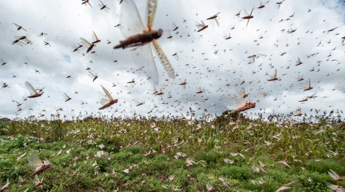 Locust Swarm: पाकिस्तान से निकलकर यूपी के झांसी में आतंक मचा रहा है टिड्डी दल, कीटनाशक की मदद से करीब 3Km लंबे झुंड को भगाने की कोशिश Locust Swarm: पाकिस्तान से निकलकर यूपी के झांसी में आतंक मचा रहा है टिड्डी दल, कीटनाशक की मदद से करीब 3Km लंबे झुंड को भगाने की कोशिश