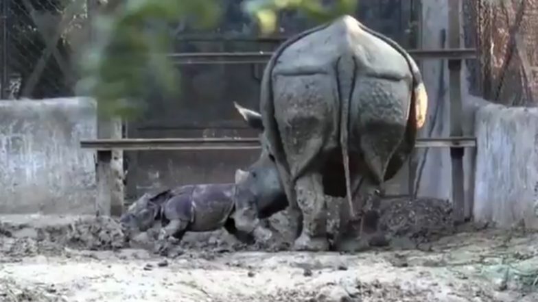 बिहार: अपनी मां की देखरेख में पैरों पर खड़ा होने की कोशिश करता नवजात गैंडा, पटना के चिड़िया घर से वायरल हुआ ये प्यारा वीडियो