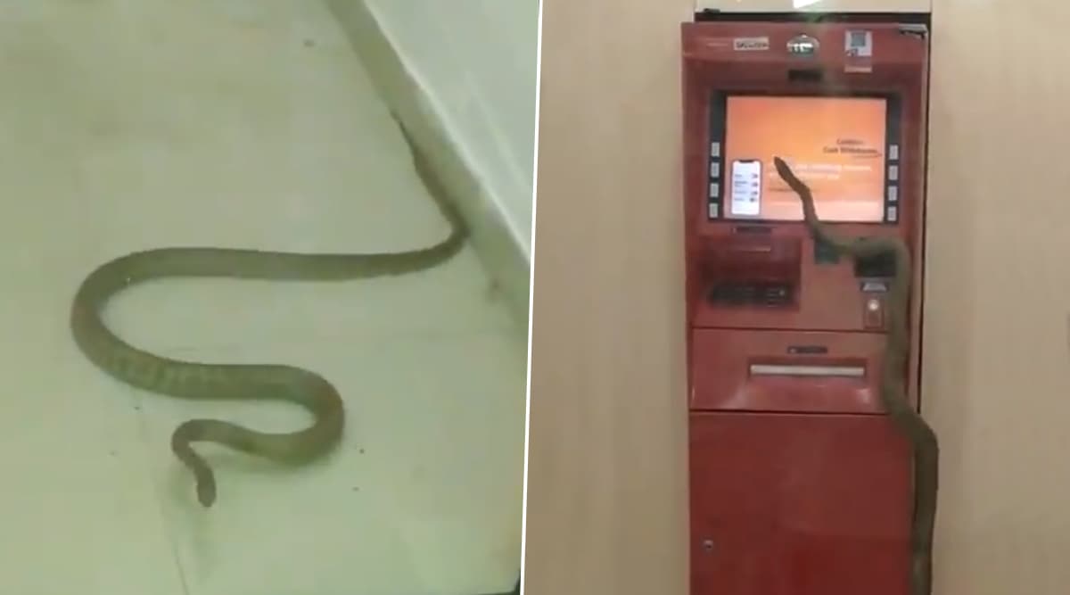 Shocking: गाजियाबाद के ATM के अंदर घुसा सांप, वायरल वीडियो को देख आप भी हो जाएंगे हैरान Shocking: गाजियाबाद के ATM के अंदर घुसा सांप, वायरल वीडियो को देख आप भी हो जाएंगे हैरान