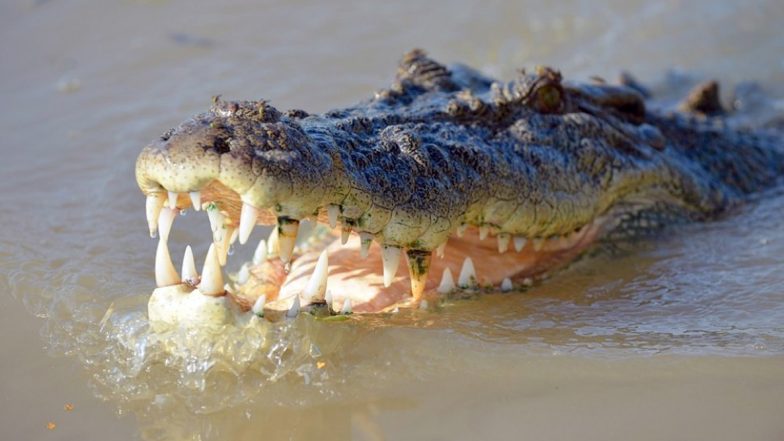 Crocodile Kills 8-Year-Old Girl in Uttarakhand: हरिद्वार में तालाब के किनारे फूल तोड़ने गई बच्ची पर मगरमच्छ का हमला
