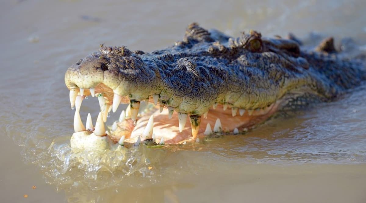 Crocodile Kills 8-Year-Old Girl in Uttarakhand: हरिद्वार में तालाब के किनारे फूल तोड़ने गई बच्ची पर मगरमच्छ का हमला