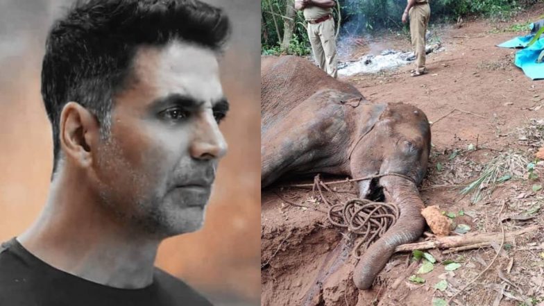 अक्षय कुमार ने शेयर की मृत गर्भवती हथिनी की तस्वीर, लिखा- ये अमानवीय है, दोषियों को कड़ी सजा दो 